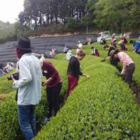 京都おぶぶ茶苑 の写真 (3)